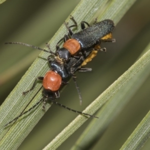 Chauliognathus tricolor at Acton, ACT - 15 Mar 2019 11:24 AM