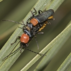 Chauliognathus tricolor (Tricolor soldier beetle) at Acton, ACT - 15 Mar 2019 by AlisonMilton