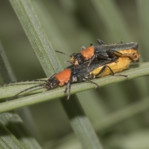 Chauliognathus tricolor at Acton, ACT - 15 Mar 2019 11:24 AM