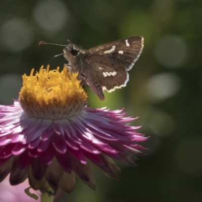 Dispar compacta (Barred Skipper) at ANBG - 15 Mar 2019 by AlisonMilton