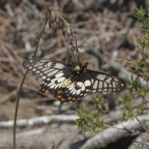 Papilio anactus at Acton, ACT - 15 Mar 2019