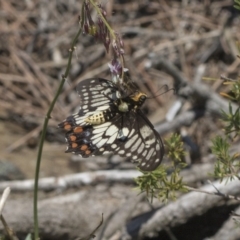 Papilio anactus at Acton, ACT - 15 Mar 2019 12:40 PM