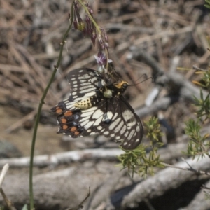 Papilio anactus at Acton, ACT - 15 Mar 2019