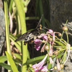 Papilio anactus at Acton, ACT - 15 Mar 2019