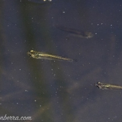 Gambusia holbrooki (Gambusia, Plague minnow, Mosquito fish) at Mount Mugga Mugga - 10 Mar 2019 by BIrdsinCanberra