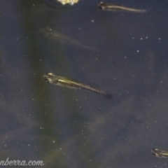 Gambusia holbrooki at O'Malley, ACT - 11 Mar 2019