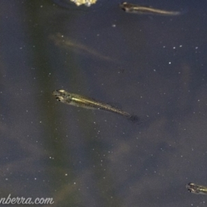 Gambusia holbrooki at O'Malley, ACT - 11 Mar 2019