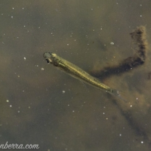 Gambusia holbrooki at O'Malley, ACT - 11 Mar 2019