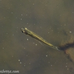 Gambusia holbrooki at O'Malley, ACT - 11 Mar 2019