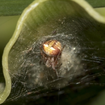 Araneus albotriangulus (White-triangle orb weaver) at Acton, ACT - 14 Mar 2019 by Alison Milton