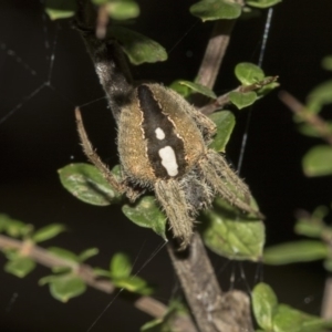 Araneinae (subfamily) at Acton, ACT - 15 Mar 2019 08:31 AM