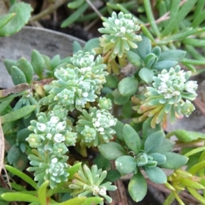 Poranthera microphylla at Mongarlowe, NSW - 13 Mar 2019