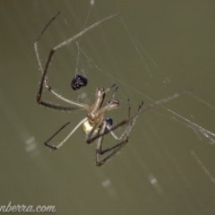 Tetragnatha sp. (genus) (Long-jawed spider) at Mount Mugga Mugga - 11 Mar 2019 by BIrdsinCanberra