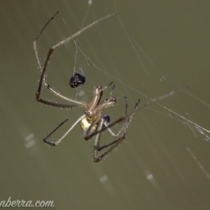 Tetragnatha sp. (genus) at O'Malley, ACT - 11 Mar 2019 08:50 AM