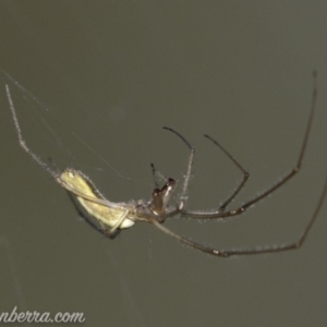 Tetragnatha sp. (genus) at O'Malley, ACT - 11 Mar 2019 08:50 AM