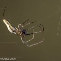 Tetragnatha sp. (genus) at O'Malley, ACT - 11 Mar 2019 08:50 AM