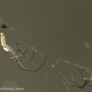 Tetragnatha sp. (genus) at O'Malley, ACT - 11 Mar 2019 08:50 AM