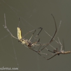 Tetragnatha sp. (genus) at O'Malley, ACT - 11 Mar 2019 08:50 AM