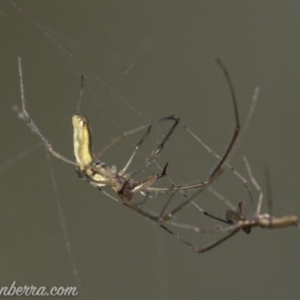 Tetragnatha sp. (genus) at O'Malley, ACT - 11 Mar 2019