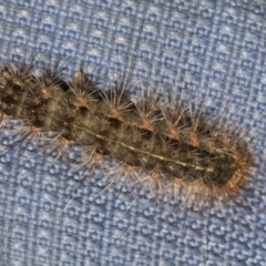 Leptocneria reducta (White Cedar Moth) at Acton, ACT - 15 Mar 2019 by AlisonMilton