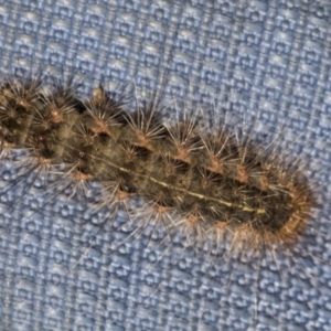 Leptocneria reducta at Acton, ACT - 15 Mar 2019