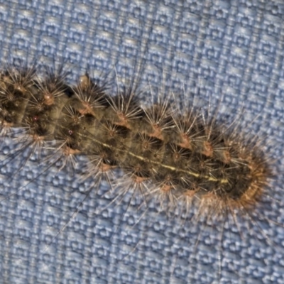 Leptocneria reducta (White cedar moth) at Acton, ACT - 15 Mar 2019 by Alison Milton