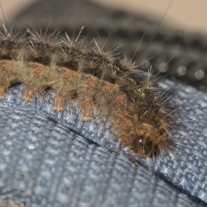 White Cedar Moth caterpillar - Leptocneria reducta