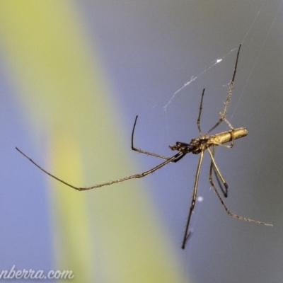 Tetragnatha sp. (genus) (Long-jawed spider) at Mount Mugga Mugga - 10 Mar 2019 by BIrdsinCanberra