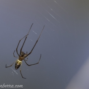 Tetragnatha sp. (genus) at O'Malley, ACT - 11 Mar 2019