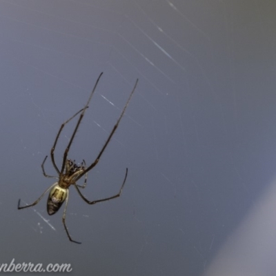 Tetragnatha sp. (genus) (Long-jawed spider) at Mount Mugga Mugga - 10 Mar 2019 by BIrdsinCanberra