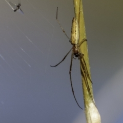 Tetragnatha sp. (genus) (Long-jawed spider) at Mount Mugga Mugga - 10 Mar 2019 by BIrdsinCanberra