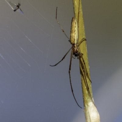 Tetragnatha sp. (genus) (Long-jawed spider) at Mount Mugga Mugga - 10 Mar 2019 by BIrdsinCanberra