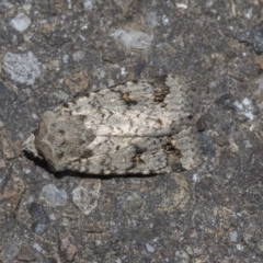 Proteuxoa capularis (Half-moon Noctuid) at ANBG - 15 Mar 2019 by Alison Milton