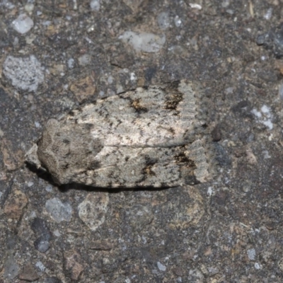 Proteuxoa capularis (Half-moon Noctuid) at Acton, ACT - 15 Mar 2019 by Alison Milton