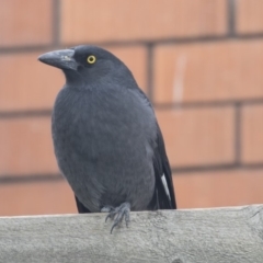 Strepera graculina (Pied Currawong) at Queanbeyan East, NSW - 12 Mar 2019 by Alison Milton