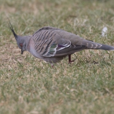 Ocyphaps lophotes (Crested Pigeon) at Queanbeyan East, NSW - 12 Mar 2019 by Alison Milton
