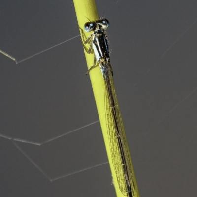 Ischnura heterosticta (Common Bluetail Damselfly) at O'Malley, ACT - 11 Mar 2019 by JonSteinbeck