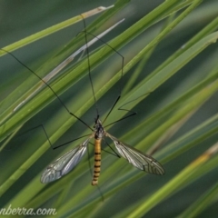 Leptotarsus (Macromastix) sp. (genus & subgenus) (Unidentified Macromastix crane fly) at O'Malley, ACT - 11 Mar 2019 by JonSteinbeck