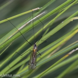 Leptotarsus (Macromastix) sp. (genus & subgenus) at O'Malley, ACT - 11 Mar 2019