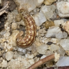 Crambidae sp. (family) (A crambid snout mouth) at Acton, ACT - 15 Mar 2019 by AlisonMilton