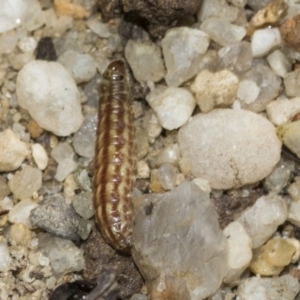 Crambidae sp. (family) at Acton, ACT - 15 Mar 2019 12:27 PM