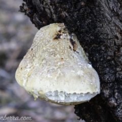 Laetiporus portentosus (White Punk) at O'Malley, ACT - 10 Mar 2019 by BIrdsinCanberra