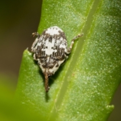 Mogulones larvatus (Paterson's curse crown weevil) at ANBG - 14 Mar 2019 by AlisonMilton