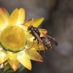 Polistes (Polistella) humilis (Common Paper Wasp) at ANBG - 15 Mar 2019 by AlisonMilton