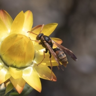 Polistes (Polistella) humilis (Common Paper Wasp) at ANBG - 15 Mar 2019 by AlisonMilton
