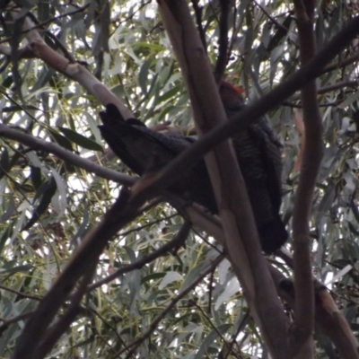 Callocephalon fimbriatum (Gang-gang Cockatoo) at Weston, ACT - 14 Mar 2019 by Valerate