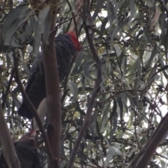 Callocephalon fimbriatum at Weston, ACT - 15 Mar 2019