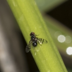 Rivellia sp. (genus) (Signal fly) at ANBG - 14 Mar 2019 by AlisonMilton