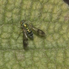 Dolichopodidae (family) (Unidentified Long-legged fly) at Acton, ACT - 14 Mar 2019 by Alison Milton