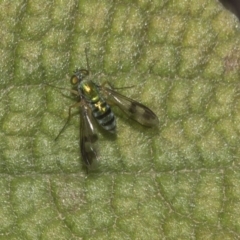 Dolichopodidae (family) (Unidentified Long-legged fly) at Acton, ACT - 15 Mar 2019 by AlisonMilton